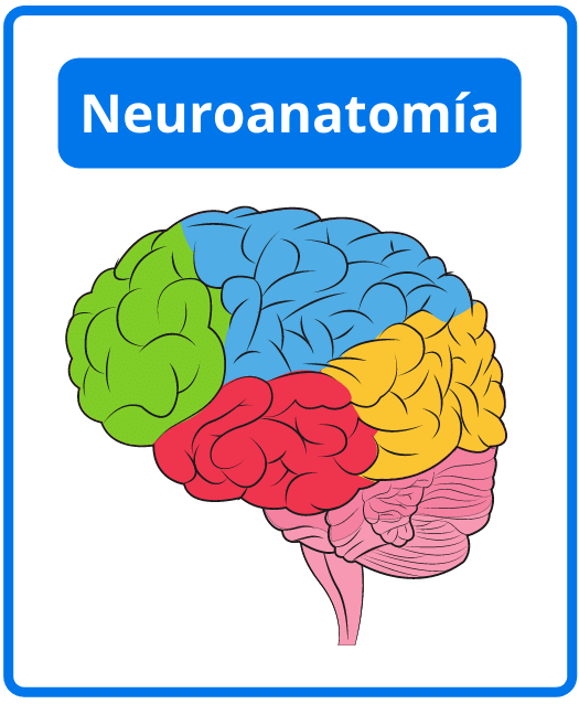 Descargar libros de neuroanatomía